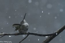 RD5_4589-Showering RT Hummingbird.jpg
