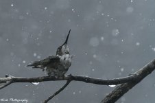 RD5_4606-RT Hummingbird.jpg