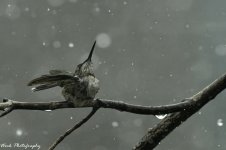 RD5_4635-RT Hummingbird.jpg