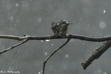 RD5_4666-RT Hummingbird.jpg