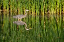 gbhcattails-57.jpg