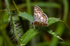 _DAB4072-SharpenAI-Motion.jpg