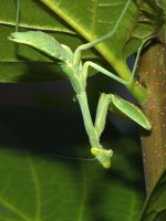 Mantis.jpg