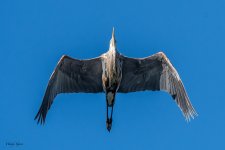 GBHBelly-57.jpg