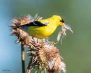 Goldfinch-57.jpg
