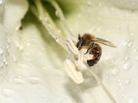 Bee.jpg
