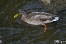 DSC_2396_01.jpg