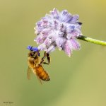 BeeLavender-57.jpg