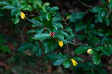 Buckthorn Berries.jpg