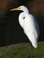 Egret.jpg