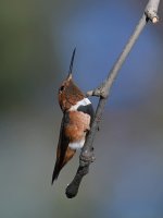 Hummer2.jpg