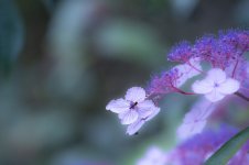 Walled Garden-2.jpg