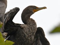 Cormorant.jpg