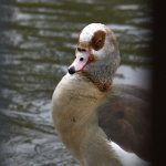 Goose.jpg