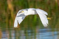 SnowyFlight-58.jpg