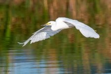 SnowyFlight-59.jpg