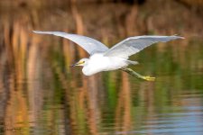 SnowyFlight-61.jpg