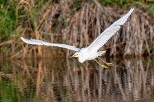 SnowyFlight-62.jpg