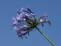 Agapanthus2.jpg