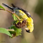 GoldfinchSunflower-58.jpg