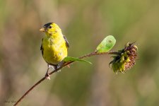 GoldfinchSunflower-59.jpg