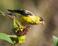 GoldfinchSunflower-60.jpg