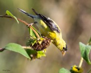 GoldfinchSunflower-61.jpg