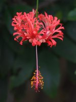 Hibiscus.jpg