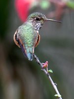 Hummer.jpg