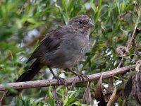 Towhee2.jpg