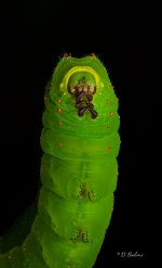 caterp-topaz-sharpen-2.jpg