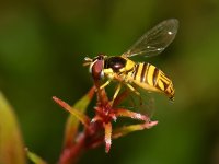 Hoverfly2.jpg