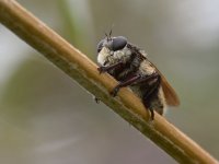 AssassinFly4.jpg
