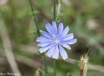 Chicory Stacked 8.jpg