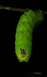 caterp-topaz-sharpen.jpg
