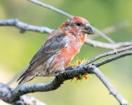 RedCrossbill-62.jpg