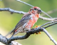 RedCrossbill-63.jpg