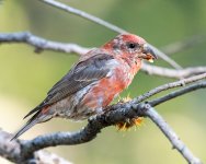 RedCrossbill-64.jpg