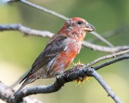 RedCrossbill-65.jpg