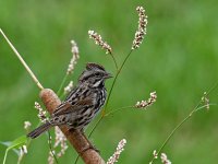 Sparrow4.jpg
