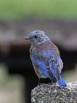 Bluebird5.jpg