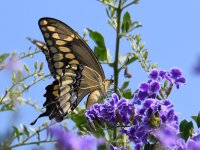 Swallowtail.jpg