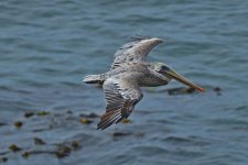 500_0188R_LSh_cr_sm.jpg