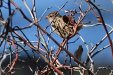 500_0087R_cr.jpg