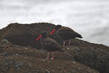 500_0104LShCo_cr.jpg