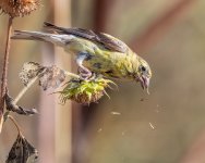 Goldfinch-63.jpg