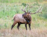 ElkBugle-61.jpg