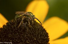 Little bee stacked 2.jpg