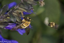 R81_0832-2Bee.jpg