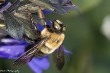 R81_0831-Bee.jpg
